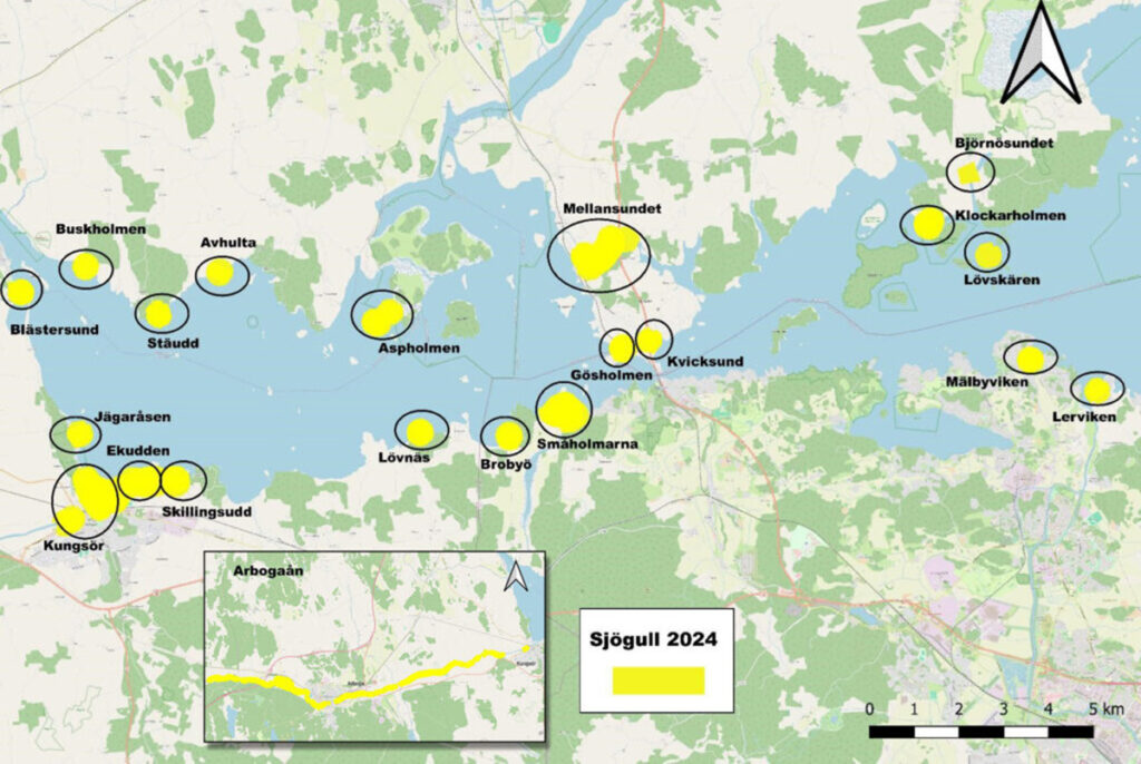 Karta över västra Mälaren med platser där det förekommer sjögull är markerade.
