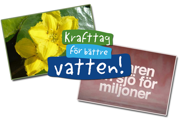Bild som illustrerar våra projekt kring sjögull, LIFE IP Rich Waters och Mälaren en sjö för miljoner.