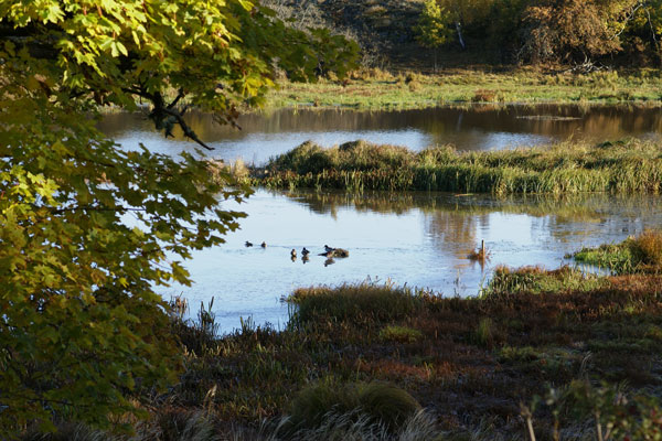 Landskapsbild med fåglar i vatten från Ängsö våtmark utanför Västerås.