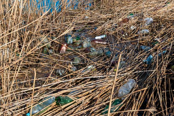 Slängda plastflaskor som ligger i vassen vid strandkanten.