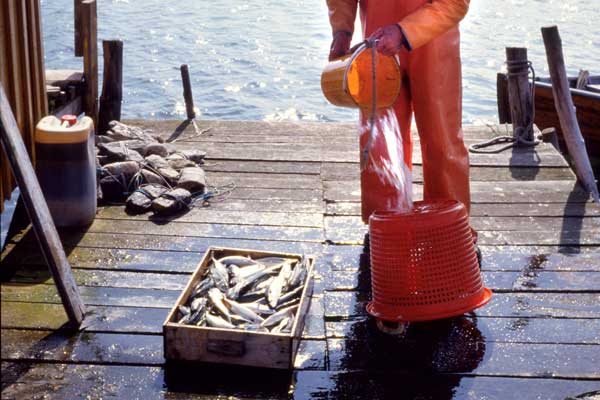 Bild på en trälåda fylld med fisk och en yrkesfiskare som rengör en nätkorg i plast på en brygga.