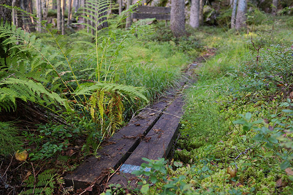 Närbild på träspång över myrmark i naturreservat.